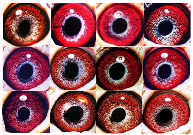 鸽眼的奥秘速度线距离线育种区内线扣